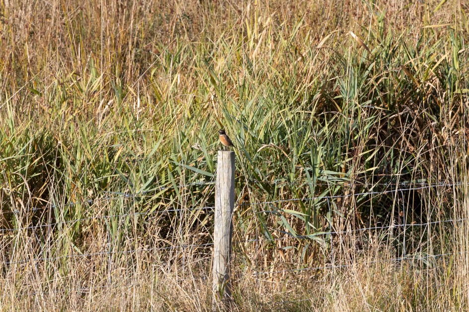 Stonechat, 1/2000 sec, f/7.1, 500 mm, ISO 1250