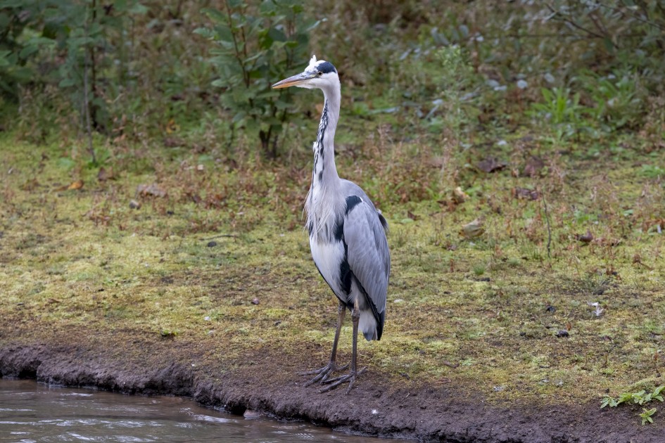 Grey Heron, 1/500 sec, f/7.1, 300 mm, ISO 4000
