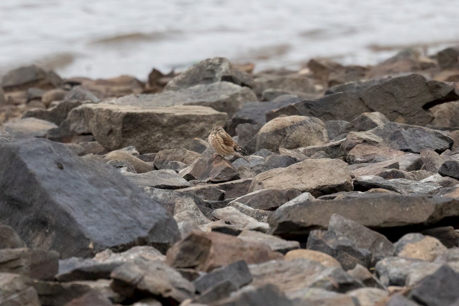 Linnet, 1/500 sec, f/7.1, 500 mm, ISO 2000