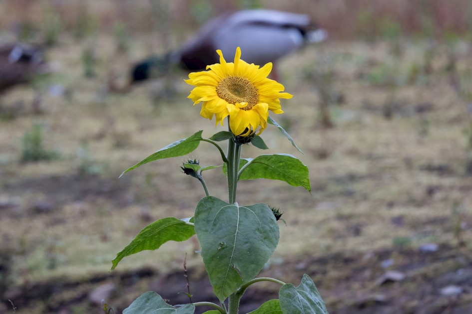 Sunflower, 1/500 sec, f/7.1, 500 mm, ISO 2500