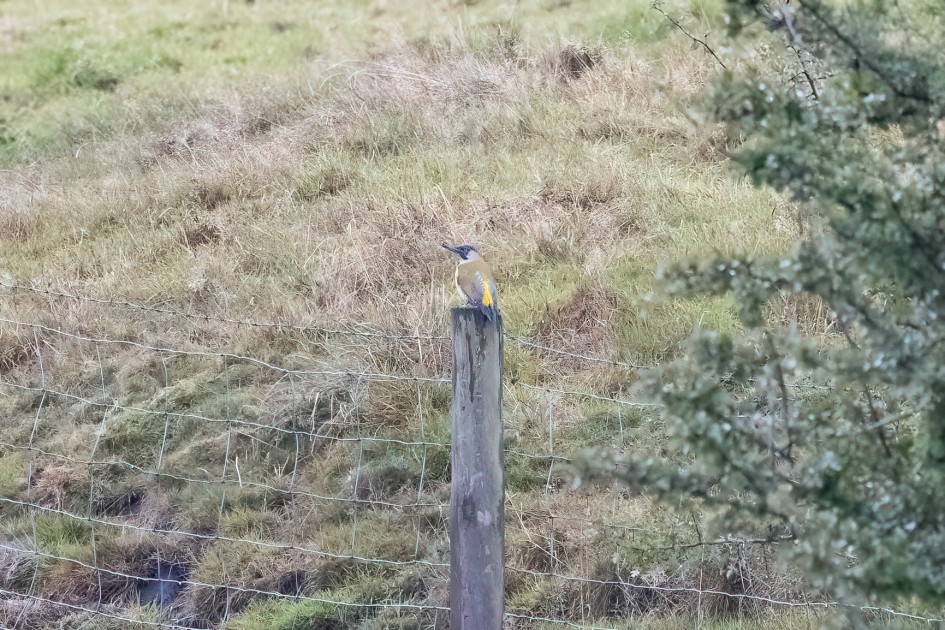 Green Woodpecker, 1/2000 sec, f/7.1, 500 mm, ISO 8000