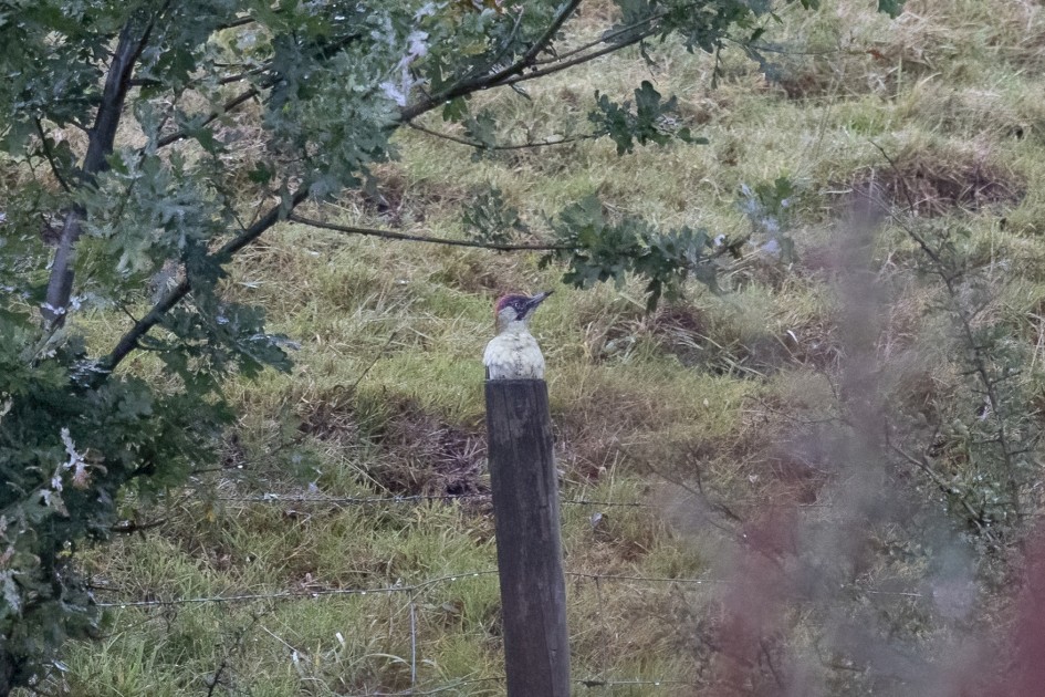 Green Woodpecker , 1/2000 sec, f/7.1, 500 mm, ISO 6400