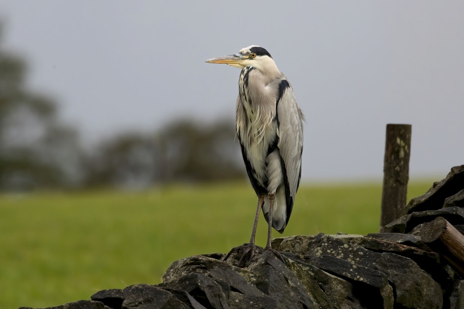 Grey Heron, 1/2000 sec, f/7.1, 500 mm, ISO 1250