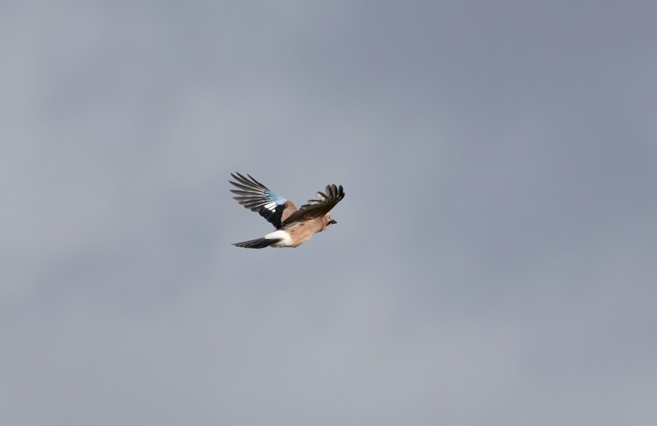 Jay, 1/2500 sec, f/7.1, 500 mm, ISO 500