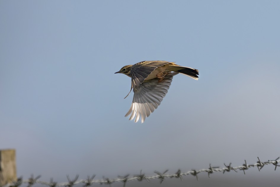 Meadow Pipit, 1/2000 sec, f/7.1, 500 mm, ISO 500