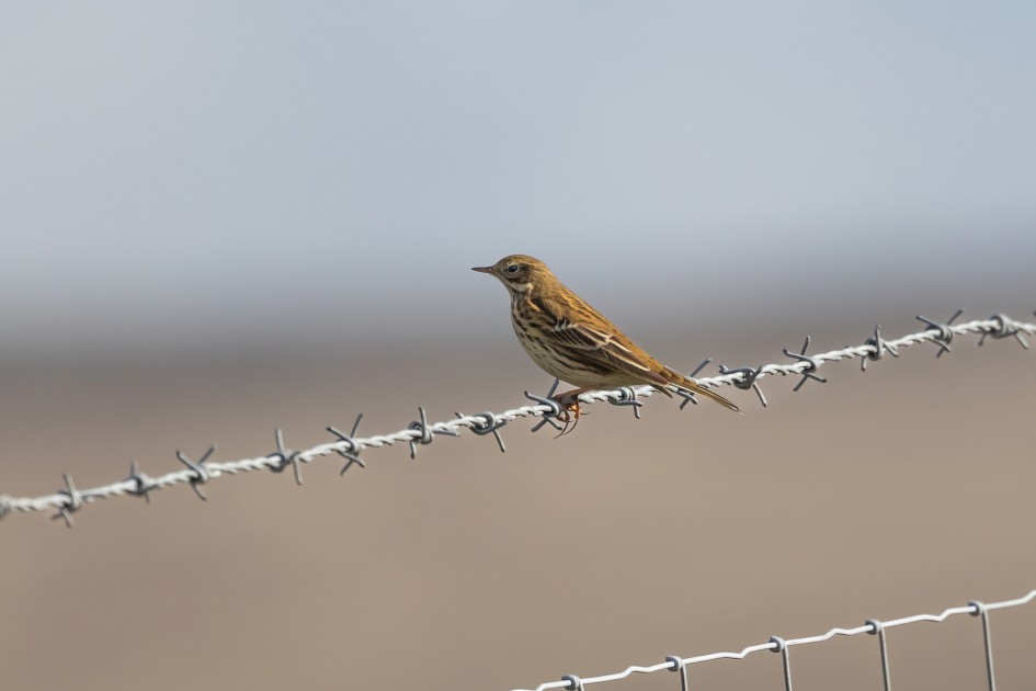 Meadow Pipit , 1/2000 sec, f/7.1, 500 mm, ISO 640