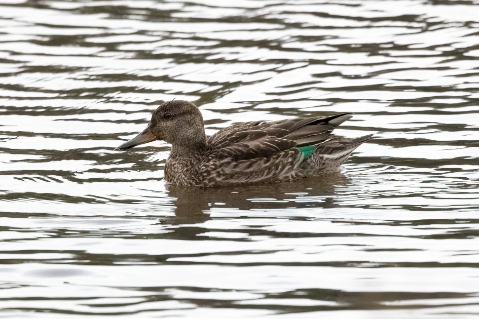 Teal, 1/2000 sec, f/7.1, 500 mm, ISO 12800