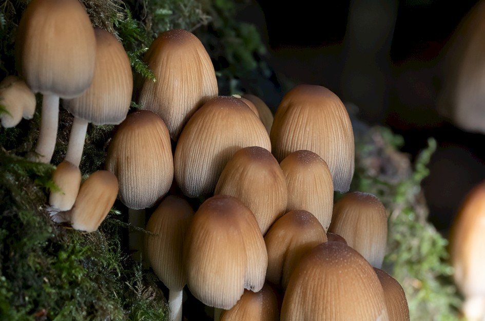 Fungi, 1/500 sec, f/7.1, 300 mm, ISO 1250