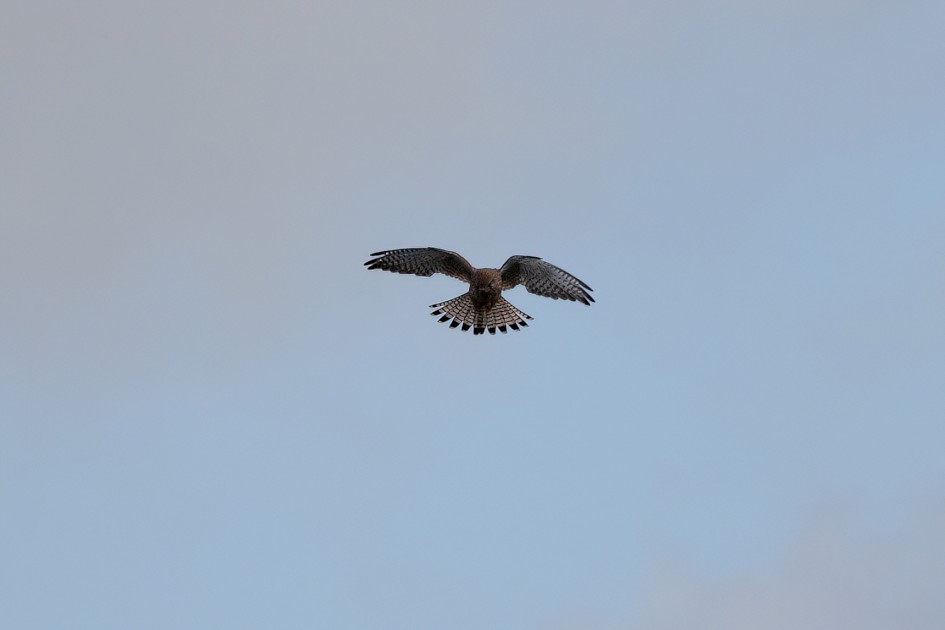 Kestrel, 1/2000 sec, f/7.1, 500 mm, ISO 400