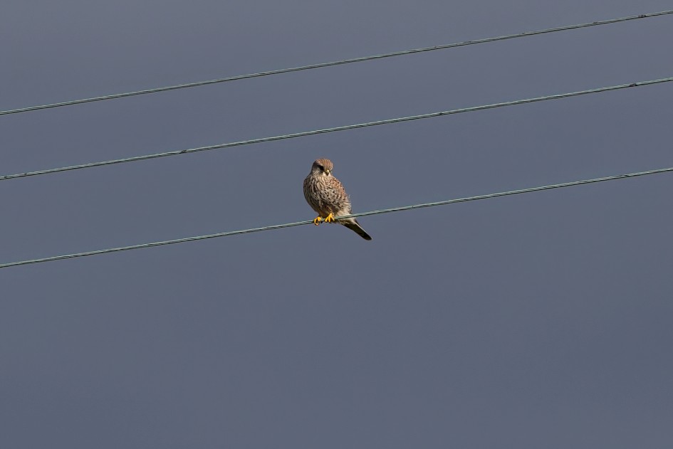 Kestrel , 1/640 sec, f/7.1, 500 mm, ISO 100