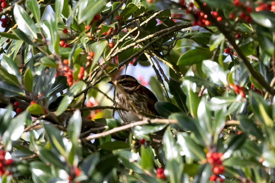 Redwing, 1/2500 sec, f/7.1, 500 mm, ISO 3200
