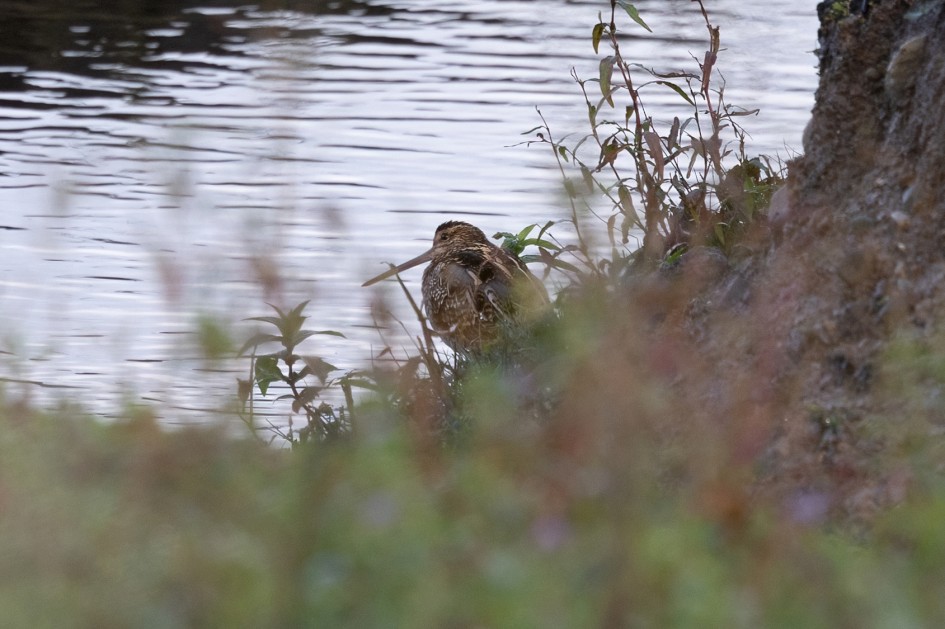 Snipe, 1/640 sec, f/7.1, 500 mm, ISO 800