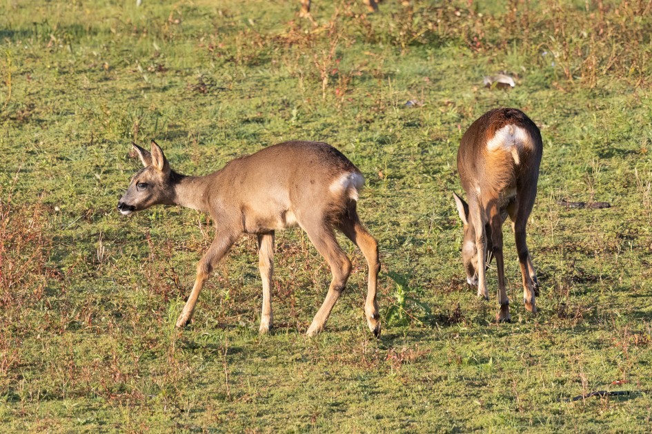 Roe Deer, 1/2500 sec, f/7.1, 500 mm, ISO 3200