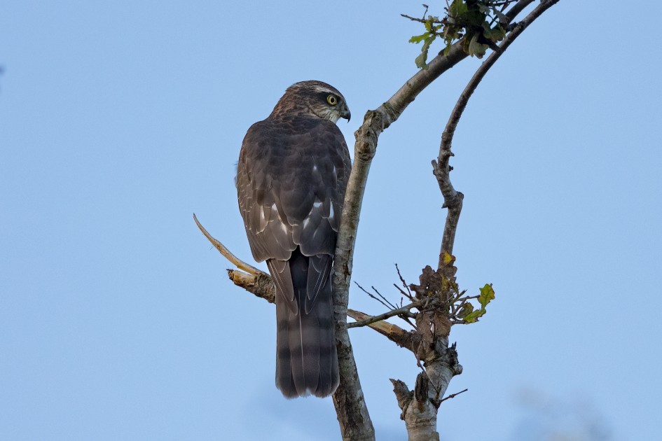 Sparrowhawk, 1/2500 sec, f/7.1, 500 mm, ISO 3200