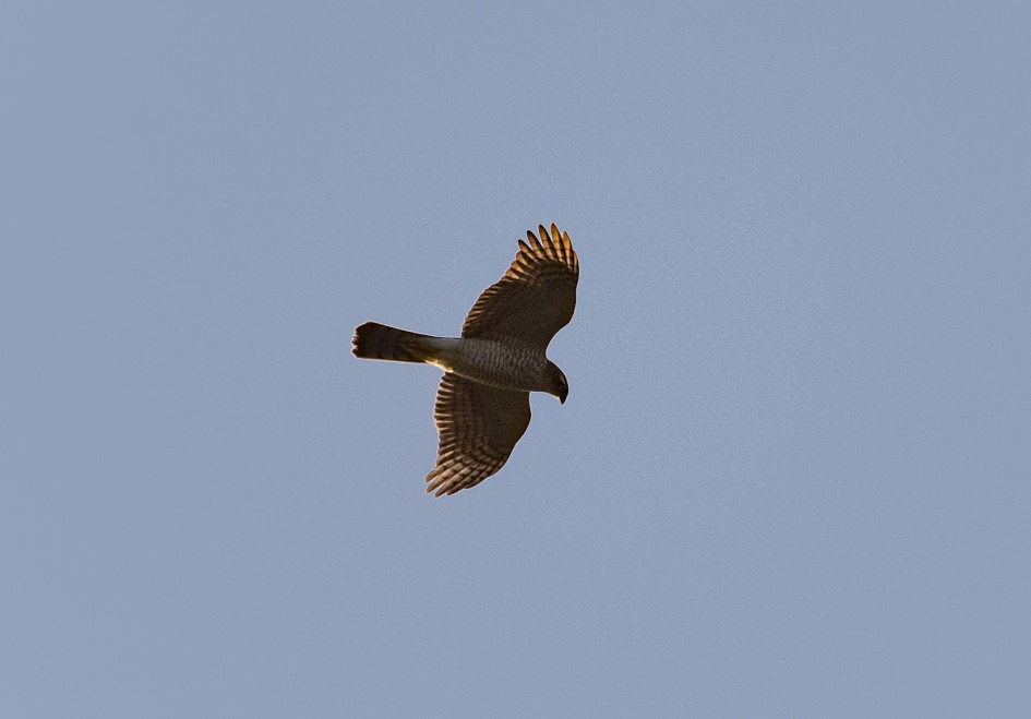 Sparrowhawk, 1/2000 sec, f/7.1, 500 mm, ISO 500