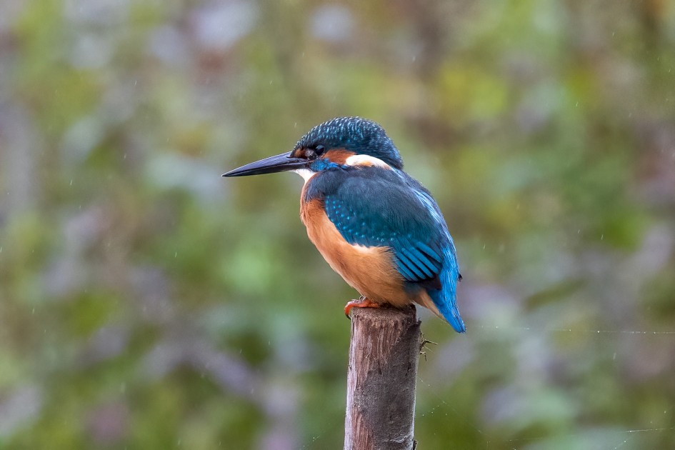 Kingfisher, 1/500 sec, f/7.1, 500 mm, ISO 8000