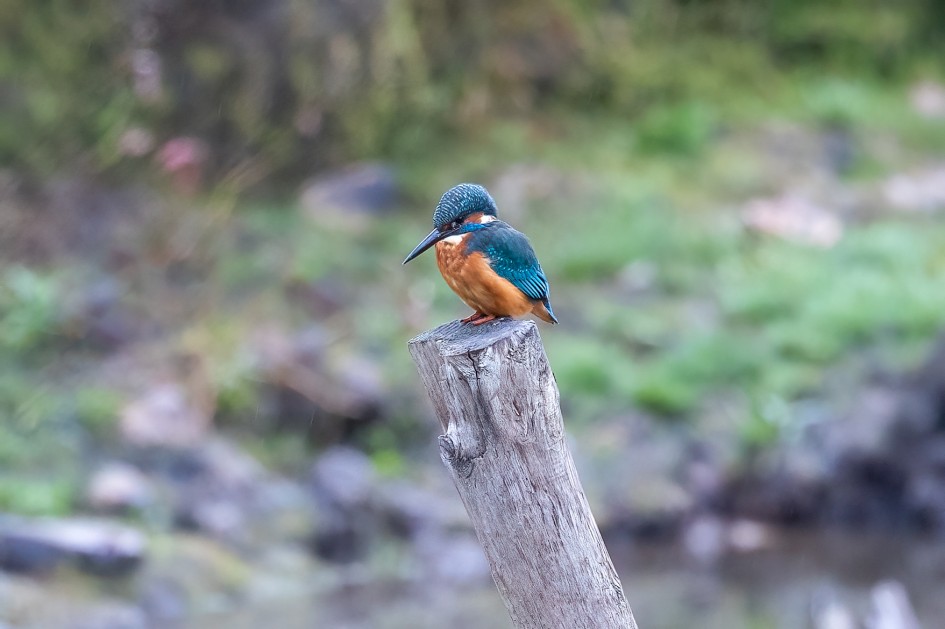 Kingfisher, 1/125 sec, f/7.1, 500 mm, ISO 2500