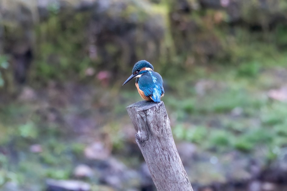 Kingfisher, 1/125 sec, f/7.1, 500 mm, ISO 1600
