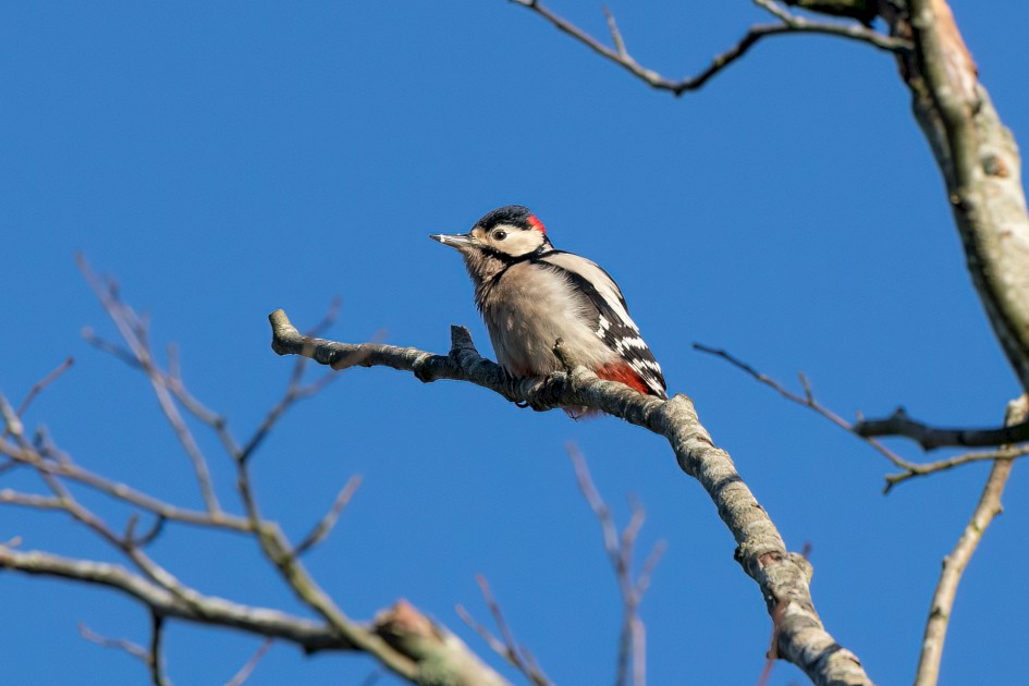 Great Spotted Woodpecker, 1/2500 sec, f/7.1, 500 mm, ISO 1250