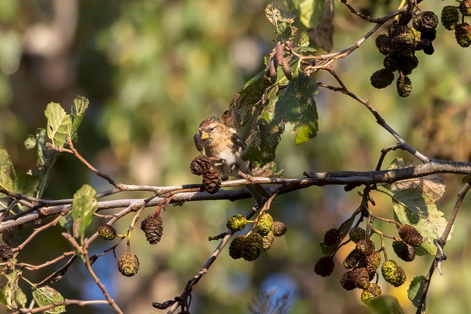 Redpoll, 1/2500 sec, f/7.1, 500 mm, ISO 2000