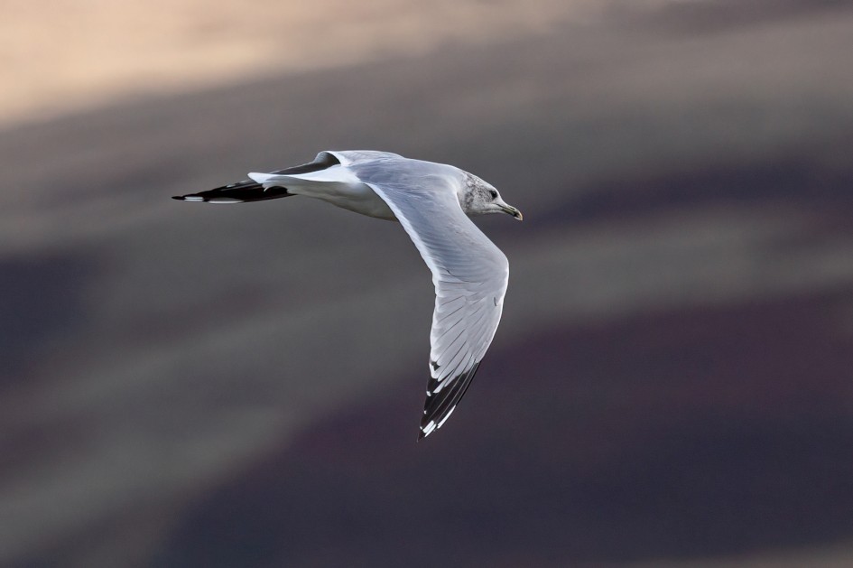 Common Gull, 1/2000 sec, f/7.1, 500 mm, ISO 320