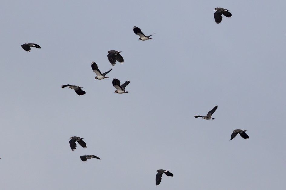 Lapwings, 1/2500 sec, f/7.1, 500 mm, ISO 1000
