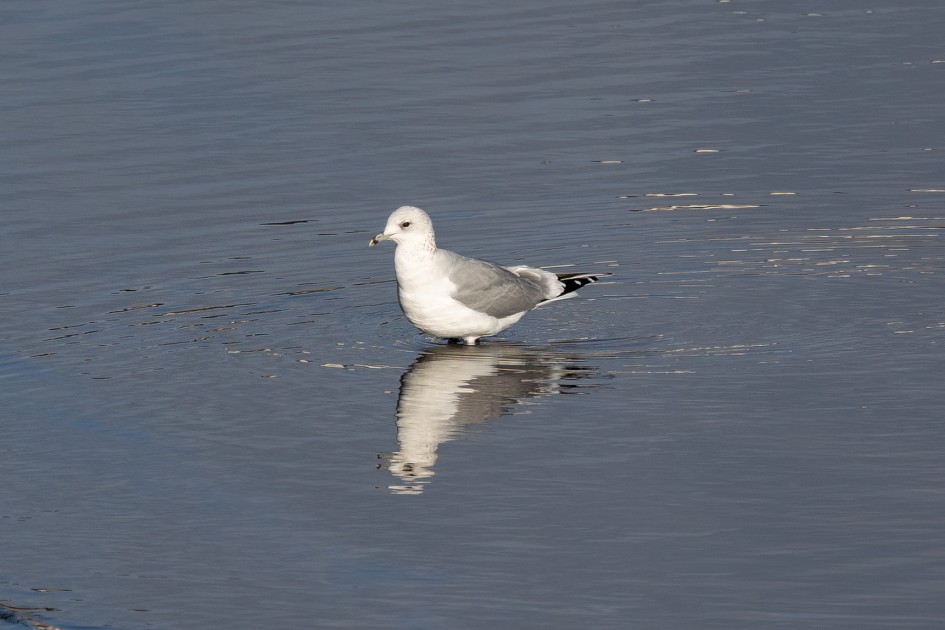 Common Gull, 1/2000 sec, f/7.1, 500 mm, ISO 500