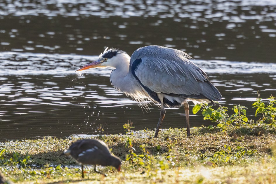 Grey Heron, 1/2000 sec, f/7.1, 500 mm, ISO 2500