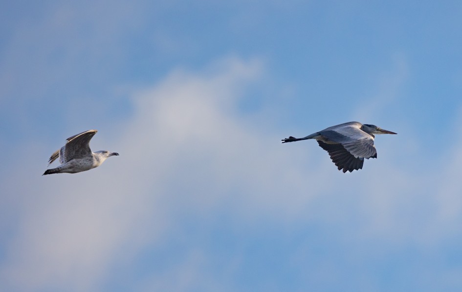 Grey Heron And Herring Gull, 1/2000 sec, f/7.1, 500 mm, ISO 400