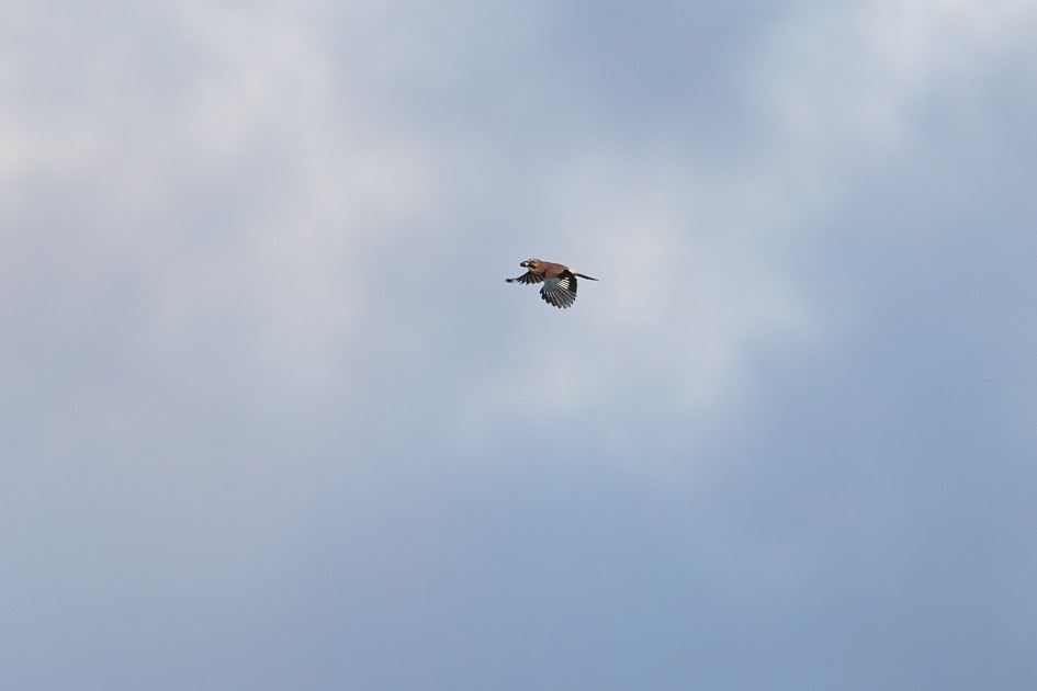 Jay, 1/2500 sec, f/7.1, 500 mm, ISO 1000
