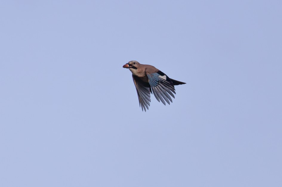 Jay, 1/2000 sec, f/7.1, 500 mm, ISO 400