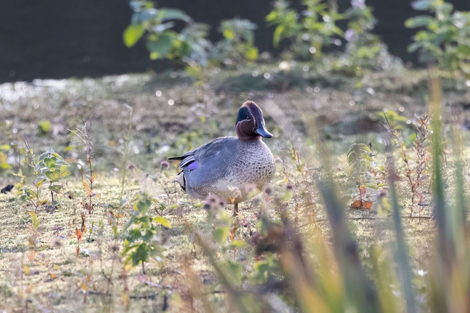 Teal, 1/2500 sec, f/7.1, 500 mm, ISO 6400