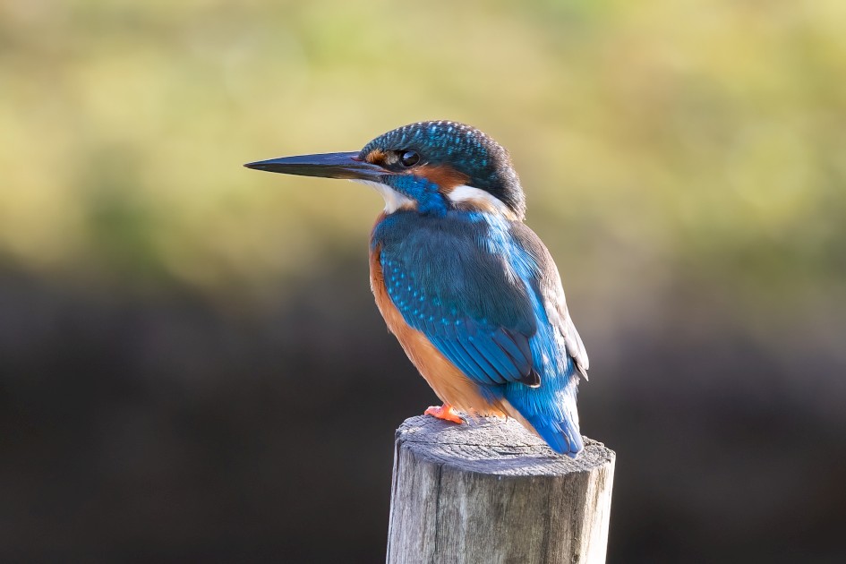 Kingfisher, 1/200 sec, f/7.1, 500 mm, ISO 500