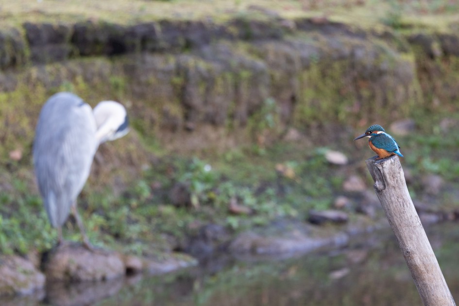 Kingfisher And Grey Heron, 1/100 sec, f/7.1, 500 mm, ISO 500