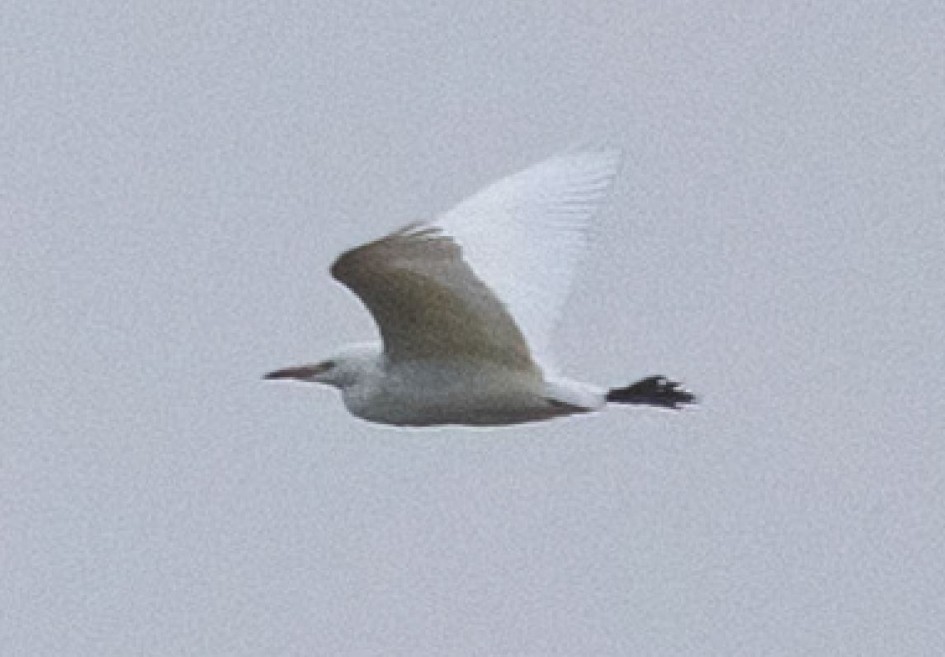 Presumed Cattle Egret