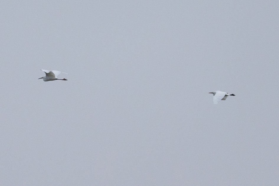 Egrets , 1/2000 sec, f/7.1, 500 mm, ISO 1250