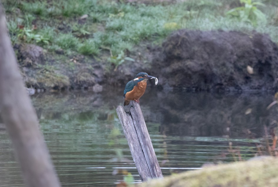 Kingfisher, 1/500 sec, f/7.1, 500 mm, ISO 5000