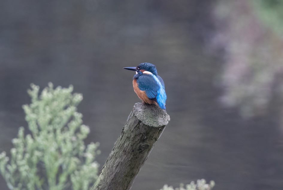 Kingfisher , 1/500 sec, f/7.1, 500 mm, ISO 6400