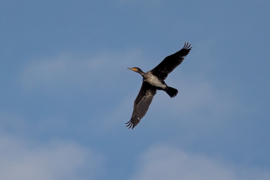 Cormorant, 1/2500 sec, f/7.1, 500 mm, ISO 400