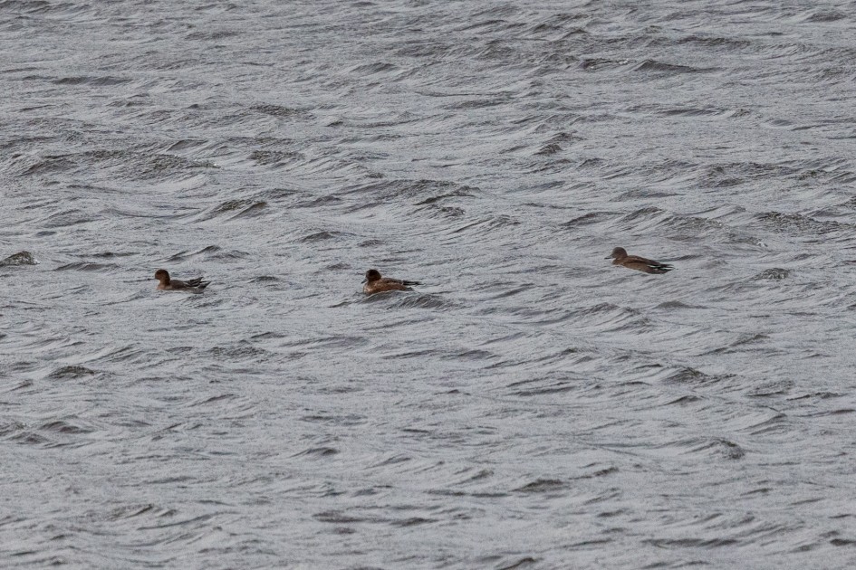 Wigeon, 1/2500 sec, f/7.1, 500 mm, ISO 2500