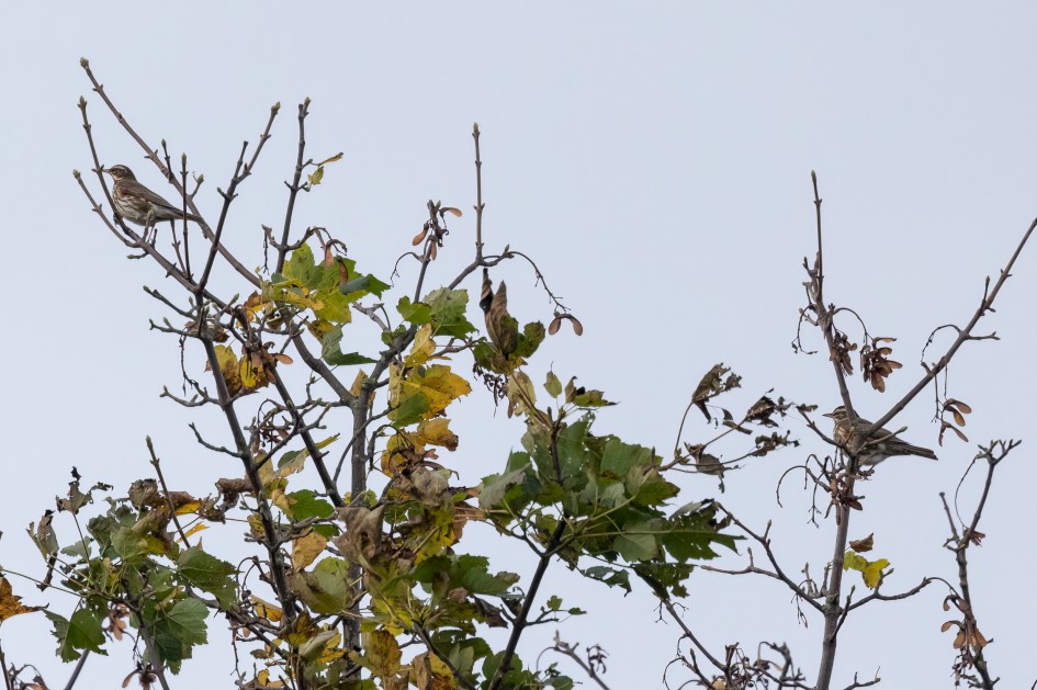 Redwings, 1/2500 sec, f/7.1, 500 mm, ISO 3200