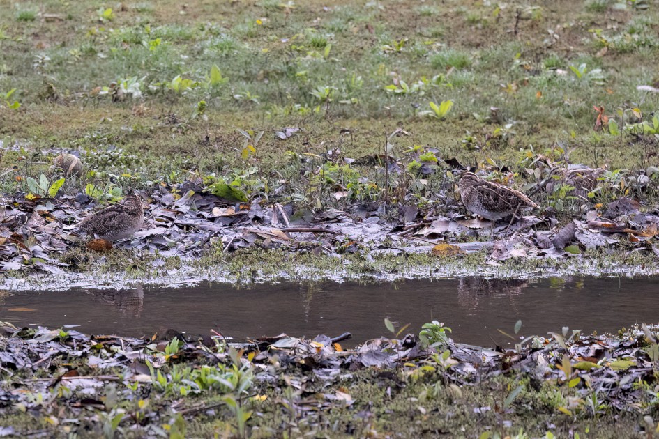 Snipe-, 1/640 sec, f/7.1, 500 mm, ISO 3200