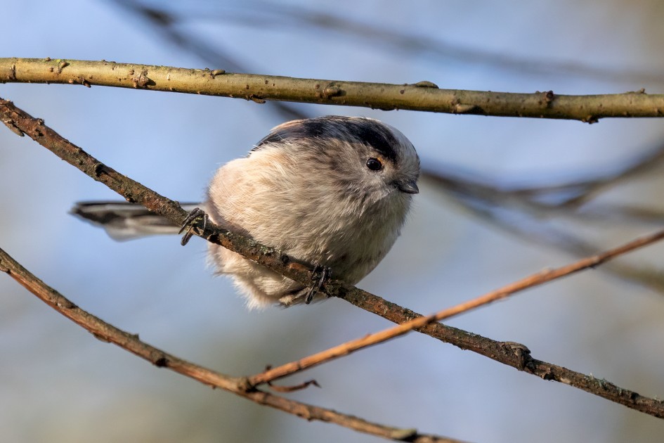 Long-tailed Tit, 1/2000 sec, f/7.1, 500 mm, ISO 3200