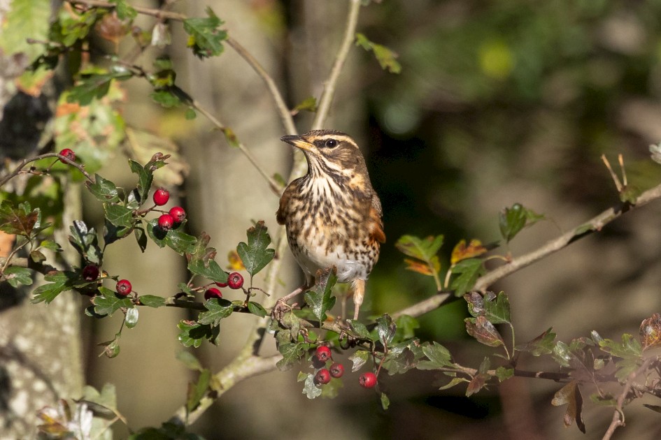 Redwing , 1/2500 sec, f/7.1, 500 mm, ISO 1600