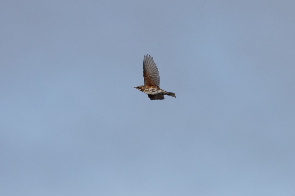 Redwing , 1/2000 sec, f/7.1, 500 mm, ISO 400