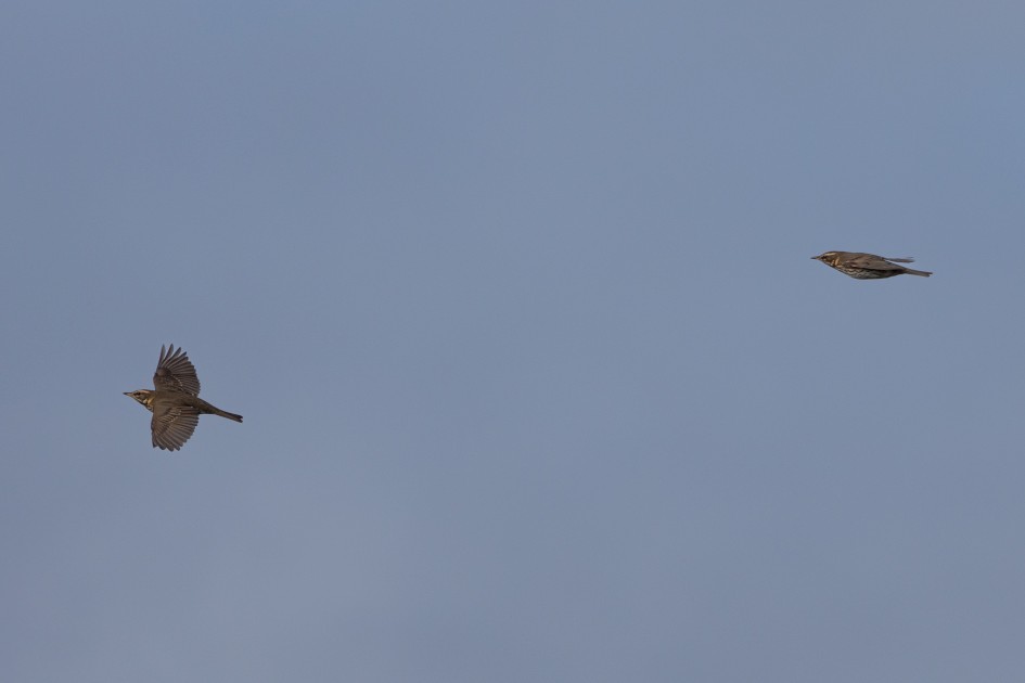 Redwings-, 1/2000 sec, f/7.1, 500 mm, ISO 400