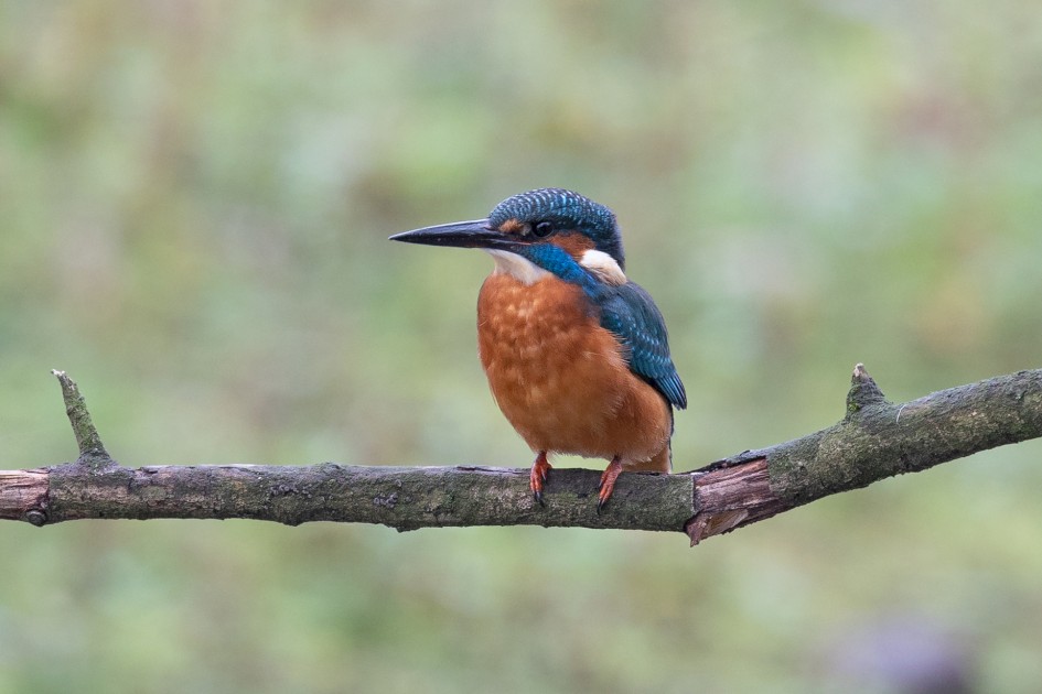 Kingfisher , 1/60 sec, f/7.1, 500 mm, ISO 1000