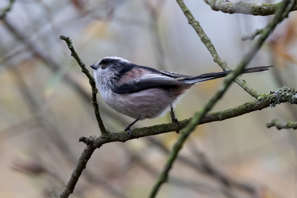 Long-tailed Tit, 1/500 sec, f/7.1, 500 mm, ISO 4000