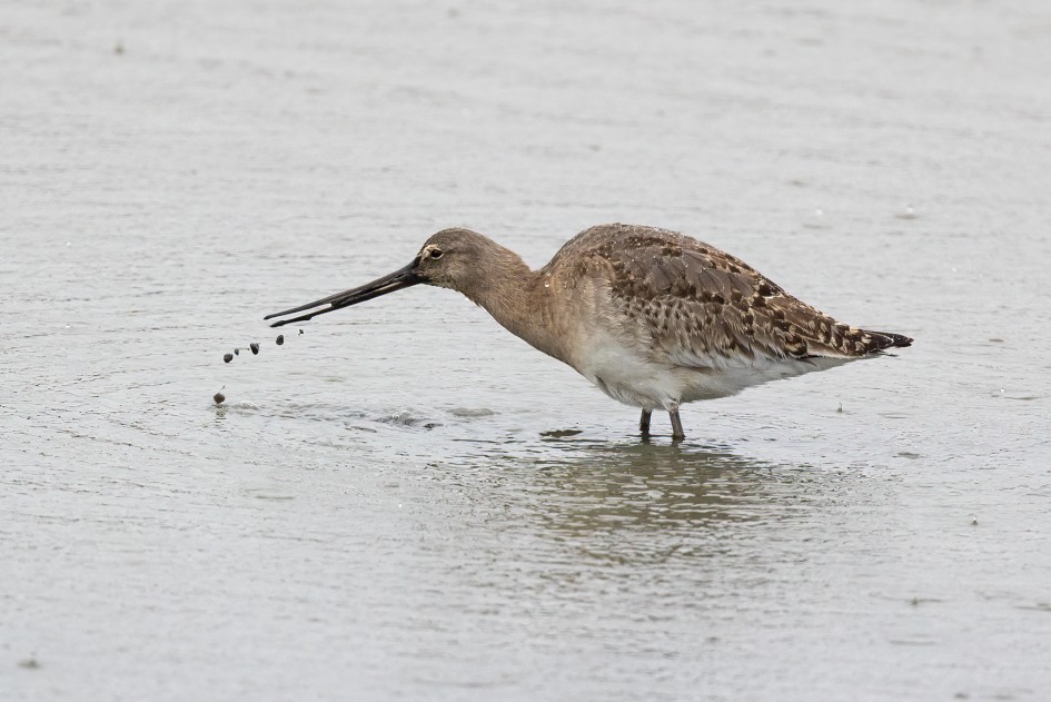 Black-tailed Godwit, 1/500 sec, f/7.1, 500 mm, ISO 2000