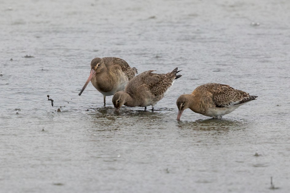 Black-tailed Godwits, 1/640 sec, f/7.1, 500 mm, ISO 1250